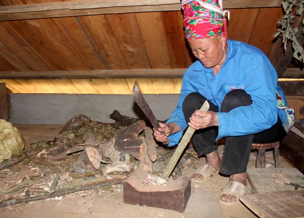 Bà Tẩn San Mẩy sơ chế dược liệu lấy từ rừng.
