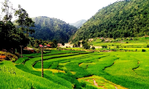 Cánh đồng lúa ở thôn Nậm Pung.