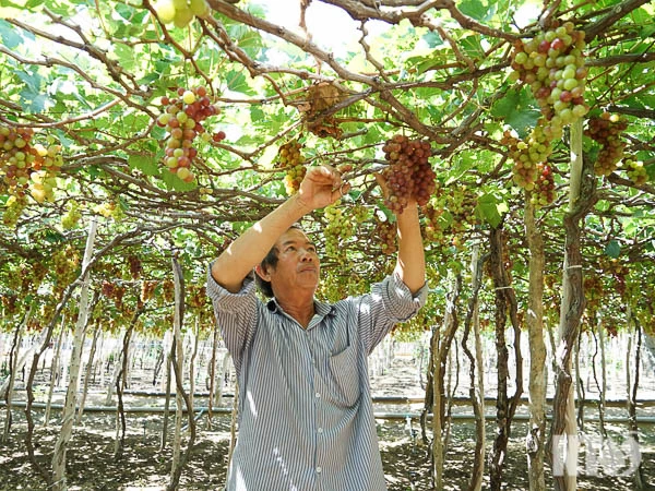 Nông dân Phạm Văn Hùng chăm sóc vườn nho của gia đình.