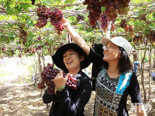 Nhiều du khách đến tham quan vườn nho tại thôn Thái An.