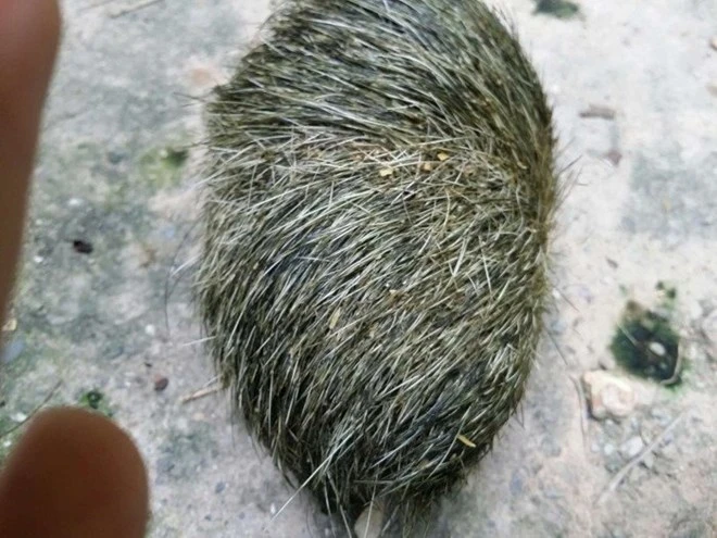 Cát lợn có mùi thơm dịu của thuốc bắc (thảo mộc).