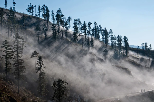 Vẻ đẹp cây Sa Pa khi mùa hè đến.