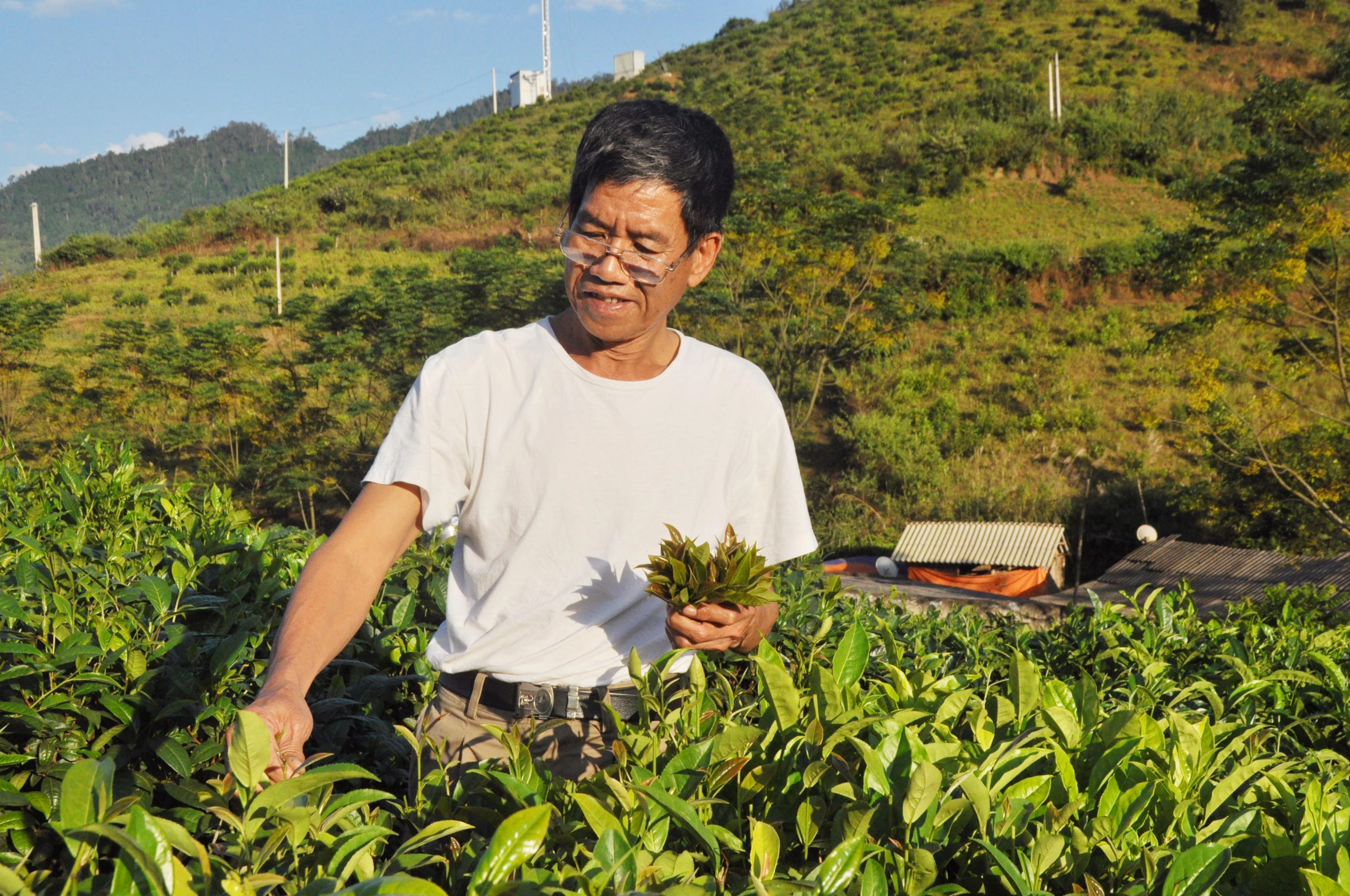 Lão nông và đồi chè Bát Tiên ảnh 1