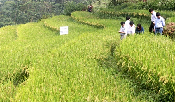 Đại biểu tham quan mô hình canh tác lúa cải tiến SRI tại xã Nậm Mòn.