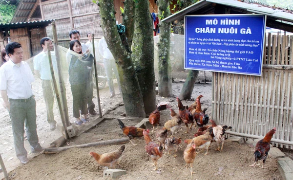 Các đại biểu tham quan mô hình chăn nuôi gà tại xã Nậm Mòn.