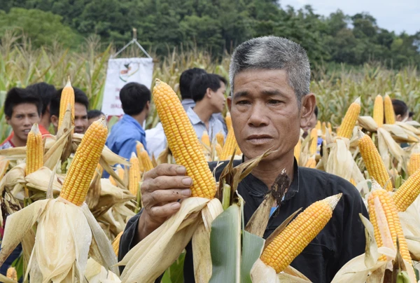 Nông dân xã Cốc Ly tham quan mô hình trình diễn giống ngô biến đổi gen.