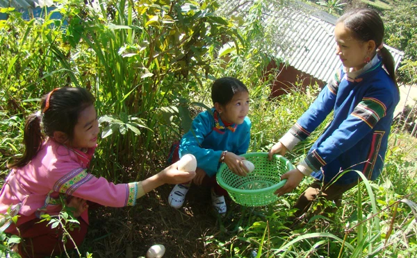 Các em học sinh Trường PTDTBT Tiểu học Tả Gia Khâu thu hoạch sản phẩm từ nông trại của trường.