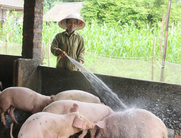 Chăn nuôi mang lại thu nhập cao cho người dân.