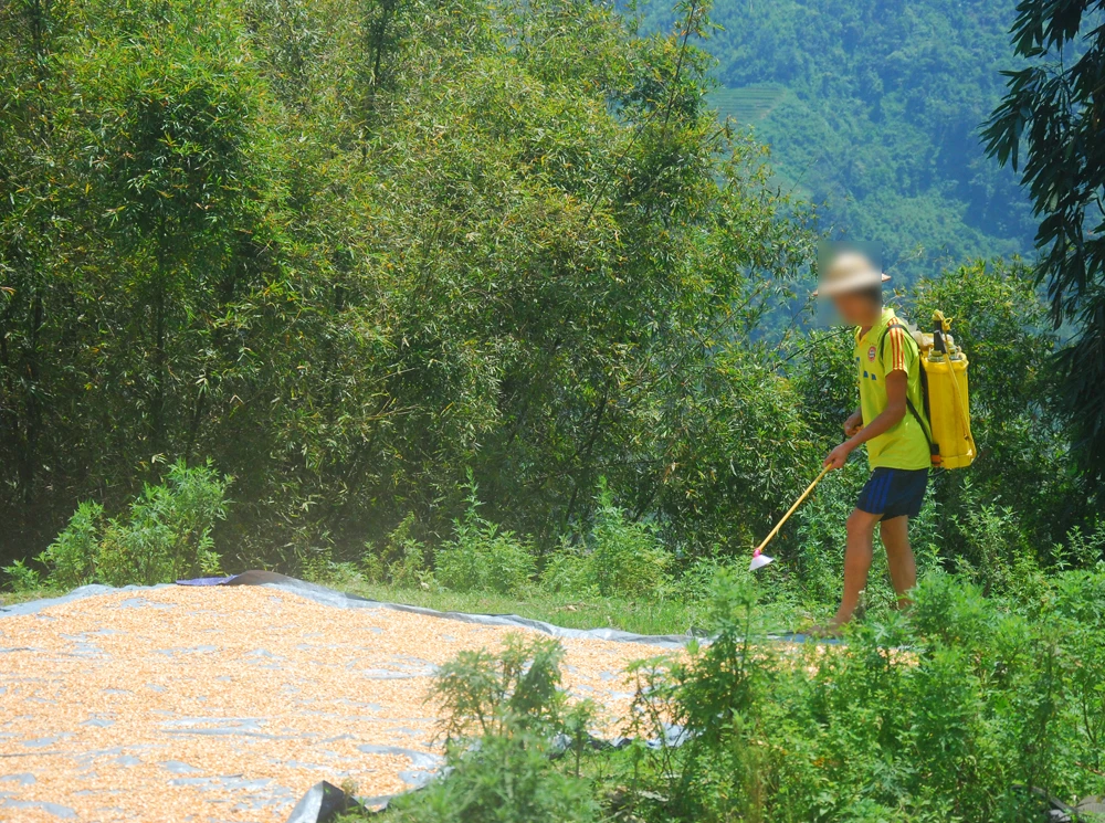 Anh C. phun thuốc trừ sâu trực tiếp lên ngô.