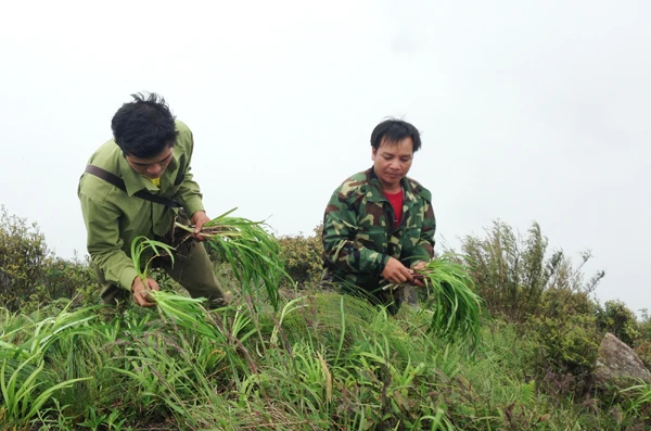 Tỏi mọc nhiều trên đỉnh Sừng Trâu.