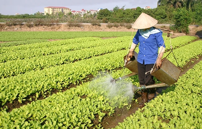 Nông dân phường Tây Tựu, quận Bắc Từ Liêm (Hà Nội) chăm sóc vườn rau an toàn.