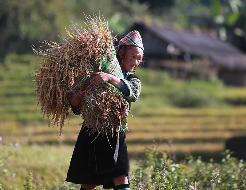 Sa Pa hối hả vào vụ gặt ảnh 4