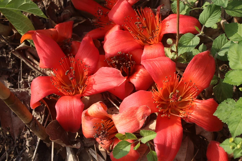 Hoa gạo đỏ rực trời biên giới ảnh 3