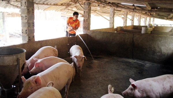 Người dân xã Gia Phú (huyện Bảo Thắng) chăm sóc lợn sau khi tái đàn.