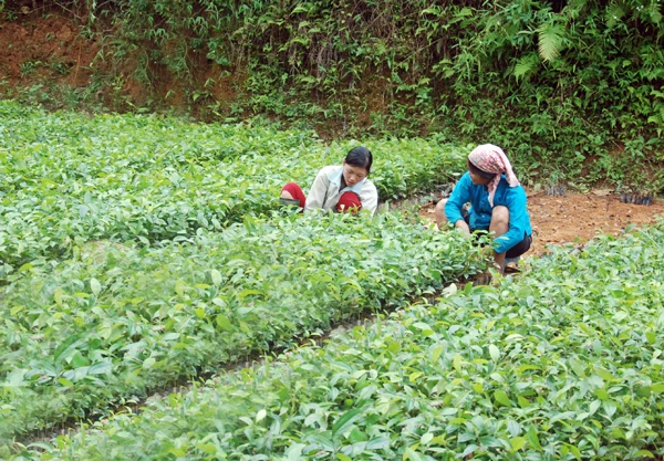 Người dân xã Vĩnh Yên (Bảo Yên) chăm sóc cây giống chuẩn bị trồng rừng.