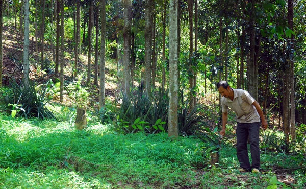 Gia đình ông Chảo Quẩy Vảng có thu nhập ổn định từ trồng quế.