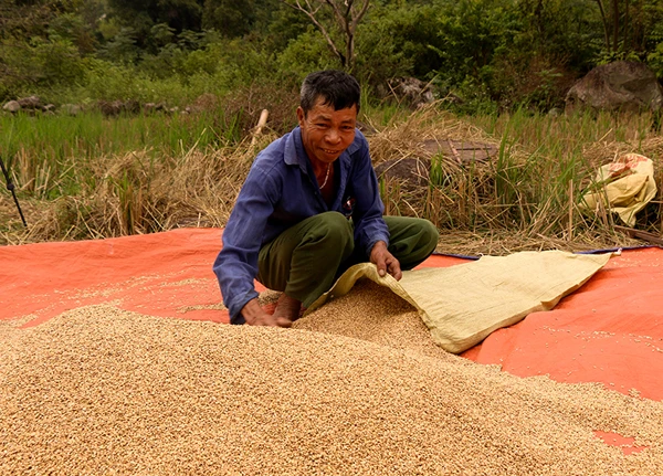 Mùa thu hoạch lúa nếp Mường Bo ảnh 9