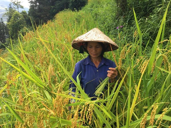 Người dân xã Tà Chải (Bắc Hà) hái lúa nếp nương về làm cốm.