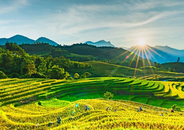 Mùa vàng. Ảnh: Gia Chiến (Công an tỉnh)