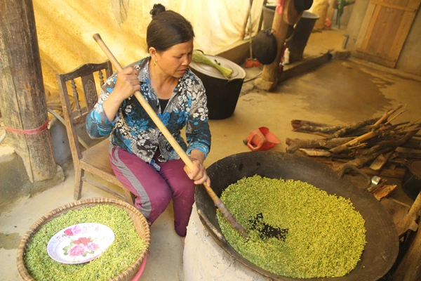 Người dân xã Tà Chải (Bắc Hà) hái lúa nếp nương về làm cốm.