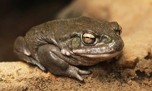 Cóc sông Colorado.
