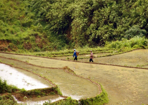 Người Dao đỏ có kinh nghiệm trong việc tận dụng địa hình, nguồn nước để “dẫn thủy nhập điền".