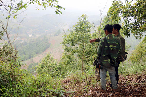 Thợ săn thường xuyên phải leo lên những đỉnh núi cao để bẫy gà rừng.