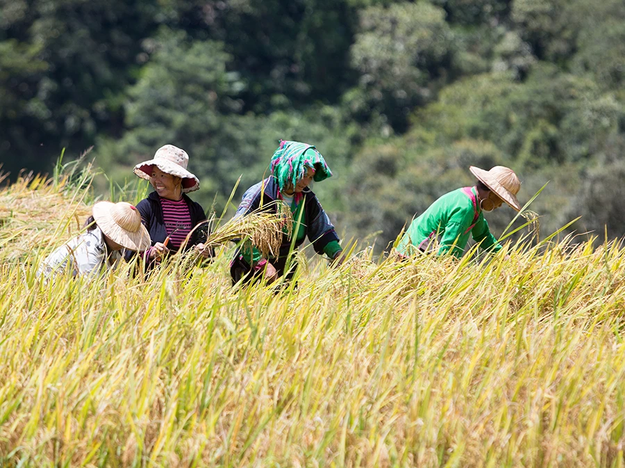 Giữa tháng 9 là thời điểm nông dân Sa Pa thu hoạch lúa mùa. Nông dân thường tập trung gặt đổi công cho nhau. Nông dân xã Tả Giàng Phình khẩn trương gặt lúa. Cả năm có một vụ, nên tranh thủ thời tiết nắng ráo, bà con khẩn trương thu hoạch. Máy tuốt lúa đã thay thế phương pháp đập lúa thủ công. Mỗi người một việc để kịp mang thóc về. Thóc được cho vào từng bao để mang về nhà. Một mùa no ấm hiện hữu trên khuôn mặt phụ nữ người Dao xã Tả Phìn.