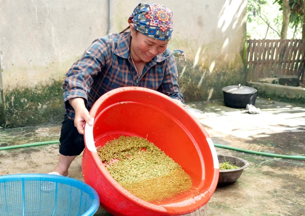 Chị Vàng Thị Chứ là 1 trong 3 hộ dân ở thôn Na Pắc Ngam, xã Tà Chải (Bắc Hà) còn giữ được nghề làm cốm truyền thống. Lúa làm cốm là nếp cái hoa vàng, được hái khi vừa rủ bông, bấm tay vẫn còn căng sữa. Thóc được đem đi rửa sạch, đãi bỏ hạt lép... ...rồi cho vào chảo rang trên bếp củi trong khoảng 15-20 phút cho đến khi chín đều, dậy mùi thơm. Thóc sau khi rang chín sẽ được cho vào máy xát để loại bỏ vỏ. Trước đây, không có máy xát, người dân phải đổ vào cối giã bằng tay, mất khá nhiều công sức và thời gian. Cốm được cho vào cối giã cho mềm và dẻo hơn. Cốm được gói bằng lá dong để giữ nguyên hương vị thơm ngon, độ mềm, dẻo. Mỗi mùa cốm đem về cho gia đình làm cốm ở Bắc Hà nguồn thu từ 30 - 40 triệu đồng.