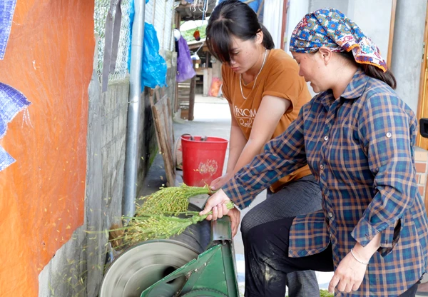 Chị Vàng Thị Chứ là 1 trong 3 hộ dân ở thôn Na Pắc Ngam, xã Tà Chải (Bắc Hà) còn giữ được nghề làm cốm truyền thống. Lúa làm cốm là nếp cái hoa vàng, được hái khi vừa rủ bông, bấm tay vẫn còn căng sữa. Thóc được đem đi rửa sạch, đãi bỏ hạt lép... ...rồi cho vào chảo rang trên bếp củi trong khoảng 15-20 phút cho đến khi chín đều, dậy mùi thơm. Thóc sau khi rang chín sẽ được cho vào máy xát để loại bỏ vỏ. Trước đây, không có máy xát, người dân phải đổ vào cối giã bằng tay, mất khá nhiều công sức và thời gian. Cốm được cho vào cối giã cho mềm và dẻo hơn. Cốm được gói bằng lá dong để giữ nguyên hương vị thơm ngon, độ mềm, dẻo. Mỗi mùa cốm đem về cho gia đình làm cốm ở Bắc Hà nguồn thu từ 30 - 40 triệu đồng.