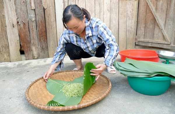 Chị Vàng Thị Chứ là 1 trong 3 hộ dân ở thôn Na Pắc Ngam, xã Tà Chải (Bắc Hà) còn giữ được nghề làm cốm truyền thống. Lúa làm cốm là nếp cái hoa vàng, được hái khi vừa rủ bông, bấm tay vẫn còn căng sữa. Thóc được đem đi rửa sạch, đãi bỏ hạt lép... ...rồi cho vào chảo rang trên bếp củi trong khoảng 15-20 phút cho đến khi chín đều, dậy mùi thơm. Thóc sau khi rang chín sẽ được cho vào máy xát để loại bỏ vỏ. Trước đây, không có máy xát, người dân phải đổ vào cối giã bằng tay, mất khá nhiều công sức và thời gian. Cốm được cho vào cối giã cho mềm và dẻo hơn. Cốm được gói bằng lá dong để giữ nguyên hương vị thơm ngon, độ mềm, dẻo. Mỗi mùa cốm đem về cho gia đình làm cốm ở Bắc Hà nguồn thu từ 30 - 40 triệu đồng.