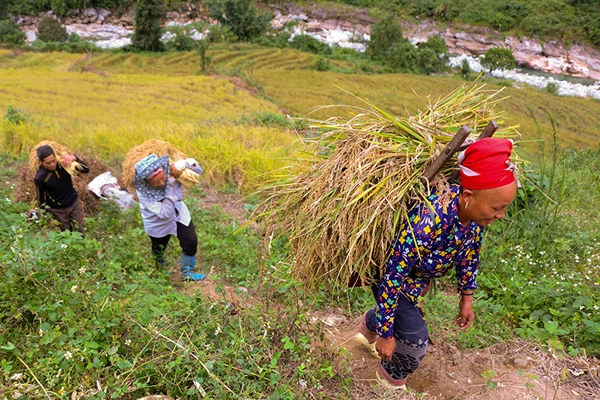 Mùa thu hoạch lúa nếp Mường Bo ảnh 3