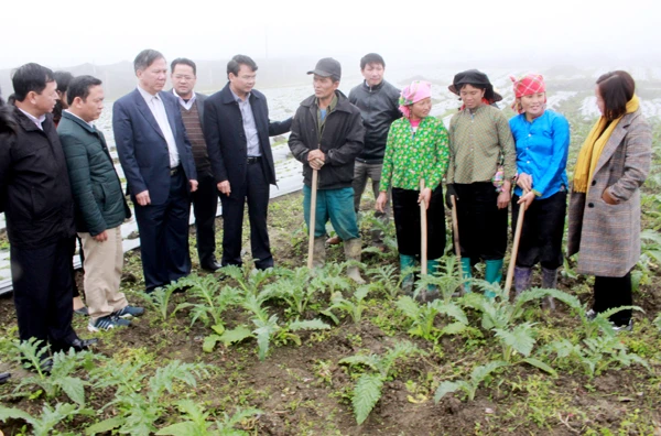 Đoàn công tác kiểm tra mô hình trồng thảo dược tại xã Lùng Phình.