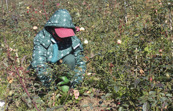 Nông dân chăm sóc vườn hoa. Nông dân chăm sóc vườn hoa.
