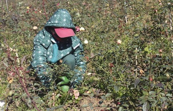 Nông dân chăm sóc vườn hoa.
