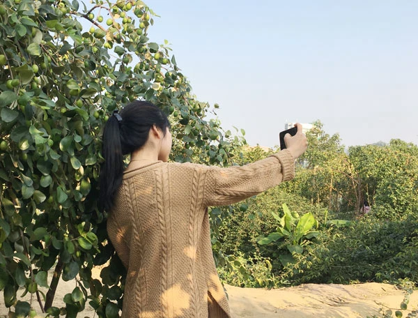 Vườn táo Duyên Hải thu hút khách dịp cuối tuần ảnh 6 Vườn táo Duyên Hải thu hút khách dịp cuối tuần ảnh 6