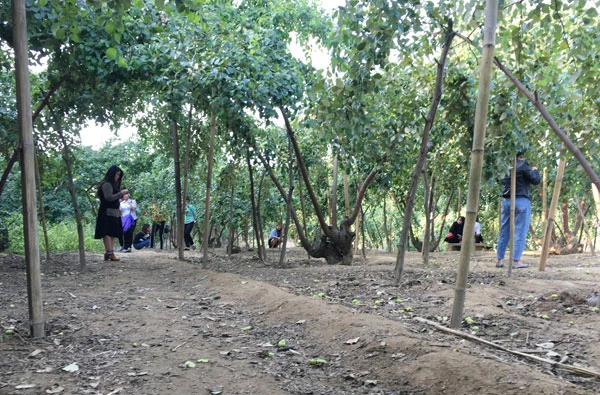 Vườn táo Duyên Hải thu hút khách dịp cuối tuần ảnh 7 Vườn táo Duyên Hải thu hút khách dịp cuối tuần ảnh 7