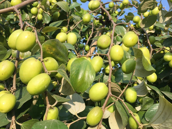 Vườn táo Duyên Hải thu hút khách dịp cuối tuần ảnh 9 Vườn táo Duyên Hải thu hút khách dịp cuối tuần ảnh 9