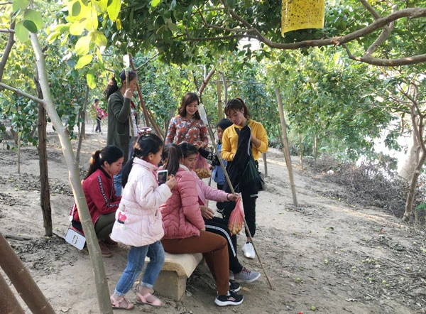 Vườn táo Duyên Hải thu hút khách dịp cuối tuần ảnh 8 Vườn táo Duyên Hải thu hút khách dịp cuối tuần ảnh 8