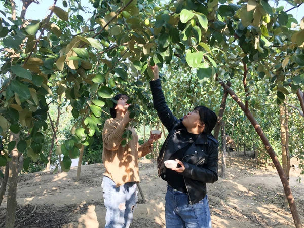 Vườn táo Duyên Hải thu hút khách dịp cuối tuần ảnh 4 Vườn táo Duyên Hải thu hút khách dịp cuối tuần ảnh 4