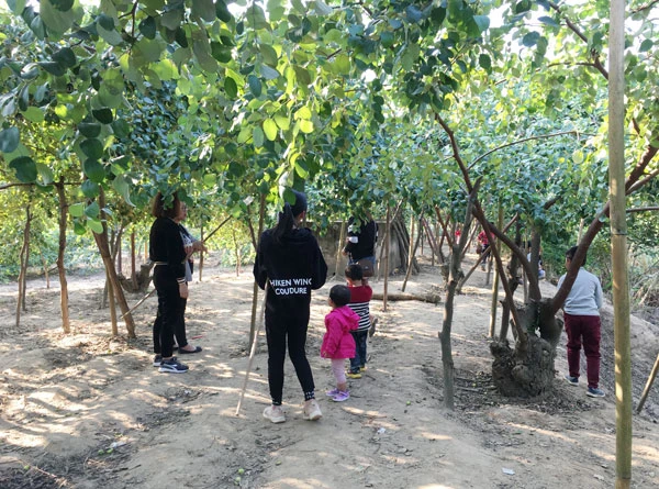 Vườn táo Duyên Hải thu hút khách dịp cuối tuần ảnh 2 Vườn táo Duyên Hải thu hút khách dịp cuối tuần ảnh 2