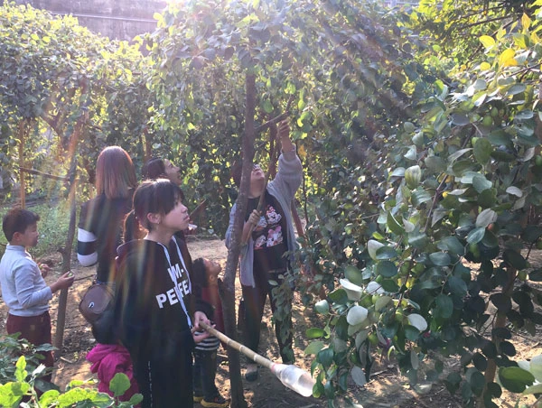 Vườn táo Duyên Hải thu hút khách dịp cuối tuần ảnh 3 Vườn táo Duyên Hải thu hút khách dịp cuối tuần ảnh 3