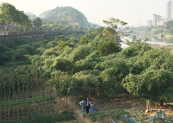 Vườn táo Duyên Hải thu hút khách dịp cuối tuần ảnh 1 Vườn táo Duyên Hải thu hút khách dịp cuối tuần ảnh 1