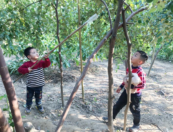 Vườn táo Duyên Hải thu hút khách dịp cuối tuần ảnh 5 Vườn táo Duyên Hải thu hút khách dịp cuối tuần ảnh 5