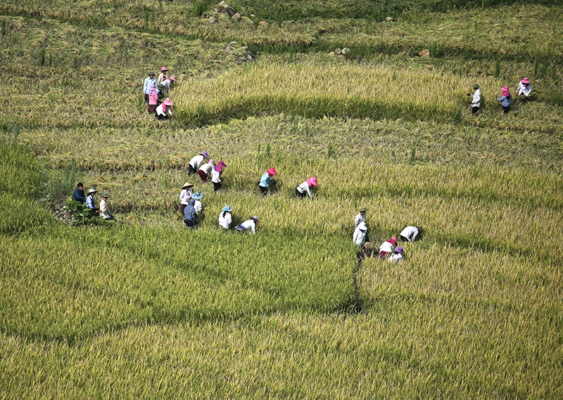 Sa Pa hối hả vào vụ gặt ảnh 2