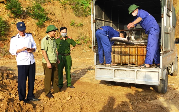 Tiêu hủy cá tầm không rõ nguồn gốc.