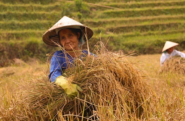 Mùa thu hoạch lúa nếp Mường Bo ảnh 6