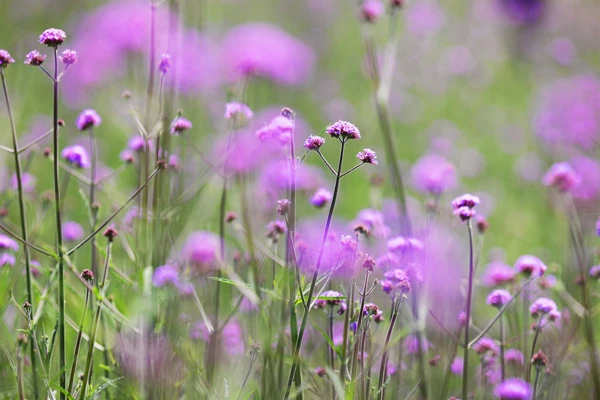 Cả đồi hoa tím đẹp ngỡ ngàng ở Fansipan, cần gì đi châu Âu ngắm lavender? ảnh 5