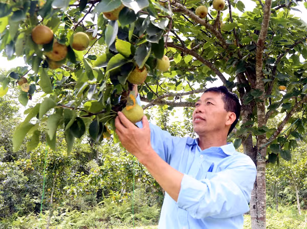Nậm Pung hiện có hơn 80 ha lê Tai nung.