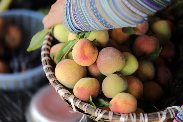 Cả đồi hoa tím đẹp ngỡ ngàng ở Fansipan, cần gì đi châu Âu ngắm lavender? ảnh 7
